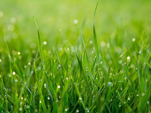 Mantén tu jardín perfecto con riegos automáticos